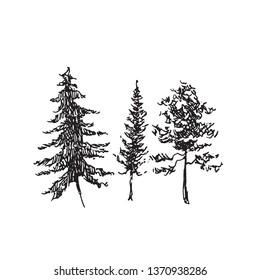 Vector sketch of trees and plants. Hand drawn vector landscape.