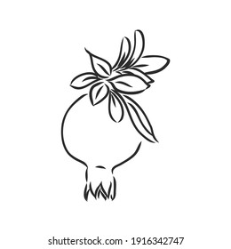 Vector sketch of tropical pomegranate fruit. Round outlines of ripe Garnet isolated on a white background, stock illustration on a horticultural theme. garnet, vector sketch on a white background