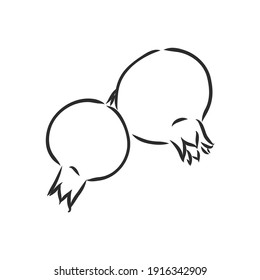 Vector sketch of tropical pomegranate fruit. Round outlines of ripe Garnet isolated on a white background, stock illustration on a horticultural theme. garnet, vector sketch on a white background