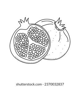 Vector sketch of tropical pomegranate fruit isolated on a white background