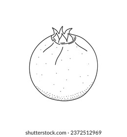 Vector sketch of tropical pomegranate fruit isolated on a white background