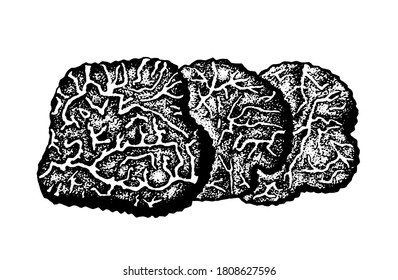 Vector sketch truffles mushrooms black-white graphics, gourmet cuisine, cut truffle, expensive black mushroom, vegetarian, autumn mushrooms isolated on white background for printing, cookbook, logo.