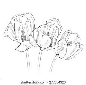 Vector sketch of tulip flowers