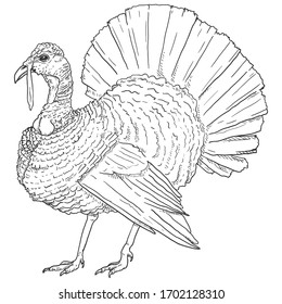 Vector Sketch Turkey. Farm Bird Illustration.