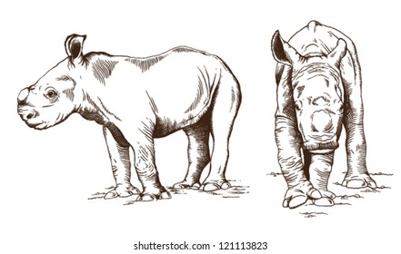 Vector sketch of two baby white rhinos from Africa