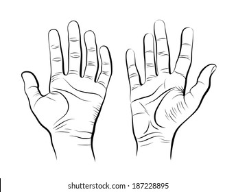 Vector sketch of two human hands. Palms and fingers.