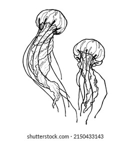 Vector Sketch Of Two Isolated Jellyfish. Outline Artwork.