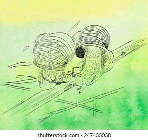 vector sketch of two snails on a watercolor background