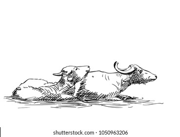 Vector sketch of two water buffalos laying in mud, Hand drawn illustration