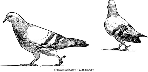 Vector sketch of urban pigeons going for a walk