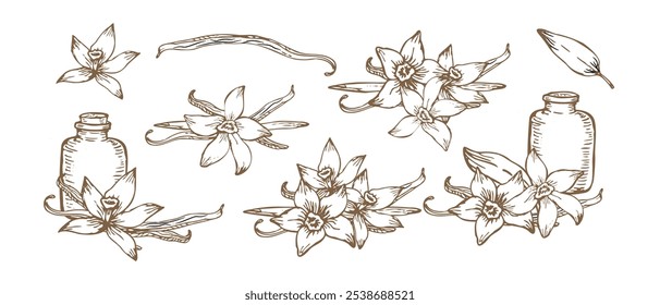 Vector sketch of vanilla flowers and bundled pods, isolated in a minimalistic style. A classic design for botanical and natural-themed branding.