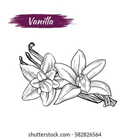 Vector sketch of vanilla isolated on white background. Spices, seasonings, ingredient of a healthy diet