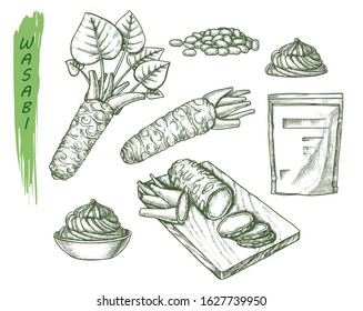 Vector sketch for wasabi or japanese sashimi