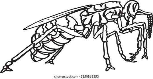 Vector sketch of  wasp on white background, insect. Graphical illustration for coloring ,tattoo