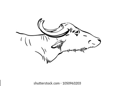 Vector sketch of water buffalo head isolated, Hand drawn illustration