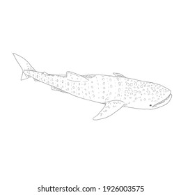 Vector Sketch Whale Shark. Rhincodon Typus Illustration.