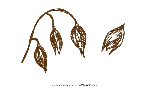 vector sketch wheat ears bunch. Detailed hand drawn bread cereal crop isolated illustration on a white background. Flour pastry products, bakery banner, poster design object