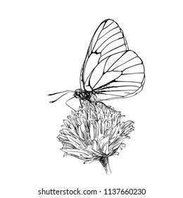 Vector sketch of white butterfly with black veins gathers nectar on flower, Hand drawn illustration of Hawthorn Aporia Crataegi