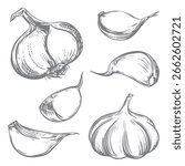 Vector sketch of a whole head of garlic and cloves. Hand drawn illustration in engraving style. Detailed drawing of the aromatic seasoning with ink and brush. Sketch for packaging or logo.