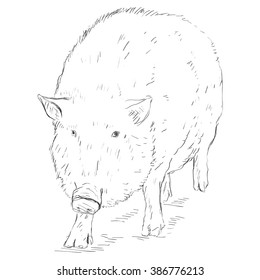 Vector Sketch Wild Boar