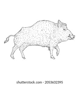 Vector Sketch Wild Boar Hand Drawn Illustration on White Background