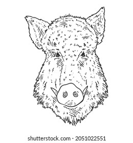 Vector Sketch Wild Boars Head Illustration. Front View.