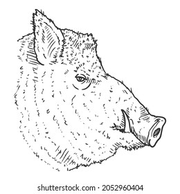 Vector Sketch Wild Boars Head Illustration. Side View.