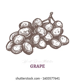 Vector sketch of wine grape brunch with. Fresh juicy ripe berry fruit. Hand drawn etching engraved illustration