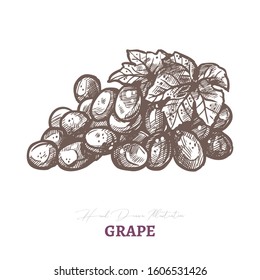 Vector sketch of wine grape brunch with leaf. Fresh juicy ripe berry fruit. Hand drawn etching engraved illustration