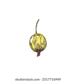Vector sketch of a yellow ripe gooseberry berry hand-drawn on a white background. This natural illustration highlights the organic qualities of juicy berries.