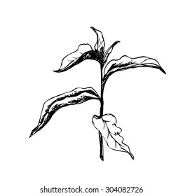 Vector sketch of the young sprout tree