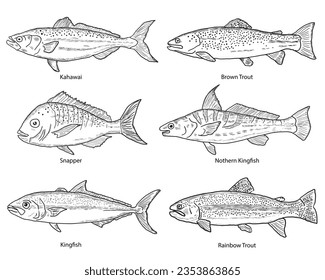 Vector sketched fish kahawai, snapper,kingfish,brown trout, rainbow trout,nothern kingfish. Hand drawn set.