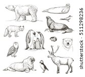 
Vector sketches of animals north and south poles. Isolated on a white background
