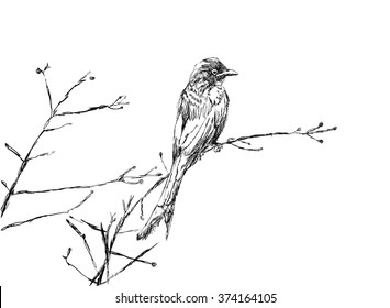 Vector sketches of Bird. The chickadees, and titmice constitute Paridae, a large family of small passerine birds which occur in the northern hemisphere.