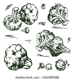 Vector sketches of cabbage broccoli hand drawing. Collection with broccoli in the style of engraving.