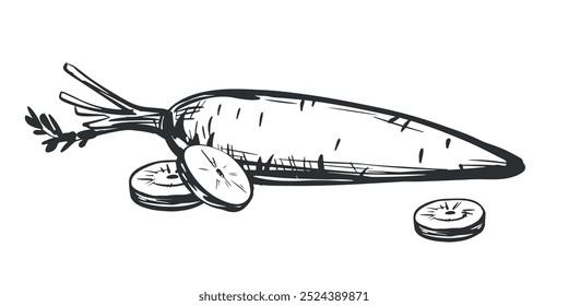 Esboços vetoriais de cenouras. Composição com vegetais inteiros e fatias. Comida agrícola natural desenhada à mão em estilo de gravação. Fonte de vitamina A. Vegetal de raiz comestível. Comida vegetariana.