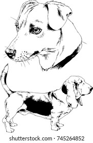 vector sketches of different breeds of dogs drawn in ink by hand with no background, selected objects