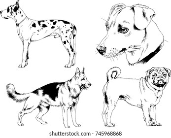 vector sketches of different breeds of dogs drawn in ink by hand with no background, selected objects