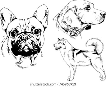vector sketches of different breeds of dogs drawn in ink by hand with no background, selected objects