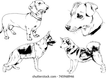 vector sketches of different breeds of dogs drawn in ink by hand with no background, selected objects