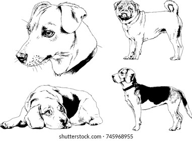vector sketches of different breeds of dogs drawn in ink by hand with no background, selected objects