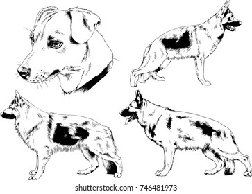 vector sketches of different breeds of dogs drawn in ink by hand with no background, selected objects