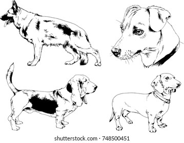 vector sketches of different breeds of dogs drawn in ink by hand with no background, selected objects