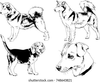 vector sketches of different breeds of dogs drawn in ink by hand with no background, selected objects