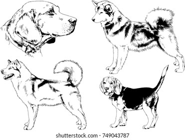 vector sketches of different breeds of dogs drawn in ink by hand with no background, selected objects