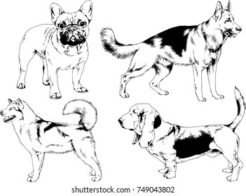 vector sketches of different breeds of dogs drawn in ink by hand with no background, selected objects