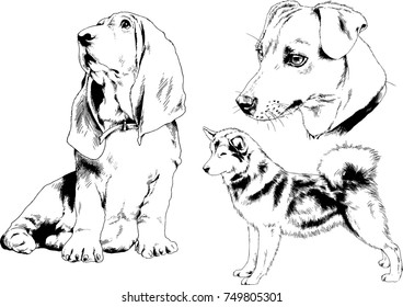 vector sketches of different breeds of dogs drawn in ink by hand with no background, selected objects