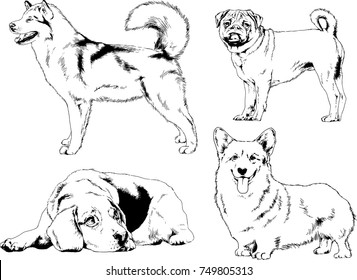 vector sketches of different breeds of dogs drawn in ink by hand with no background, selected objects