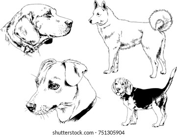 vector sketches of different breeds of dogs drawn in ink by hand with no background, selected objects