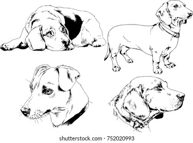 vector sketches of different breeds of dogs drawn in ink by hand with no background, selected objects